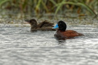 Kachnice australska - Oxyura australis - Blue-billed duck 9810
